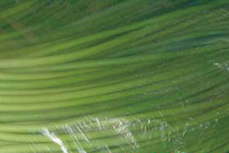 保(bao)鮮(xian)袋(dai)